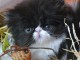 3 DONS CHATONS PERSAN LOOF 