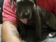chiots Pit-bull-terrier-américan 