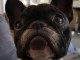Désir adopter gratuitement un bouledogue français