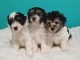 CHIOTS PETIT CHIEN LION A DONNER 