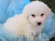 Chiots bichon maltais de pure 