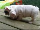 Disponibles chiots bouledogue français l