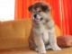 Chiots de race Akita inu 