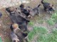Berger belge malinois