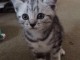 Superbes bébés chats tigrés en adoption
