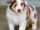 Magnifiques chiots bergers australiens LOF