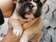 A donner magnifique chiot mâle et femelle Bouledogue français