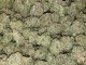 California Marijuana 