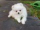 chiots spitz a reserve