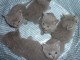 Chatons Type chartreux tigre