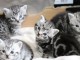 avons des chatons british shorthair