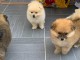 Deux chiots sptz nain mâle et femelle a donner