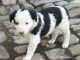 Magnifique chiot épagneul non lof a donner