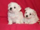 Chiots bichons Maltais à céder 
