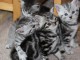 Adorable chatons British Shorthair  