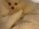 Chiots spitz pomeranien