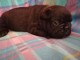 Manifique chiots Bouledogue français a donner