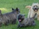 Adorable chiot Cairn Terrier à donner