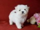 magnifique chiot bichon maltais 
