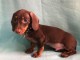 chiot Teckel pure race a donner