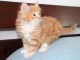 magnifiques chatons Norvégien a donner