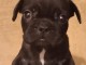 Chiots bouledogue français