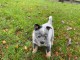 CHIOT BOUVIER AUSTRALIEN