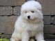 Adorables samoyéde loof pour famille