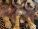 manifiaues chiots F1 Cockapoo de pure race disponible de suite