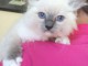 Chaton Ragdoll a donner femelle