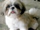 magnifique chiot shi tzu