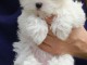 Chiot femelle bichon Maltais mignonne 