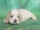Cocker Spaniel Américain femelle