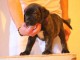 CHIOT DOGO CANARIO femelle