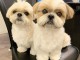 Trés jolie shir tzu en très bon santé pour adoption