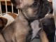 à donner contre bon soin chiot LOF race Bouledogue Français