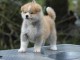 Adorable chiot  Akita Inu   à donner .