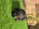 Chiots berger allemand A DONNER