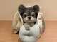 Les jolies chiots shir tzu a donner contre bons soins.