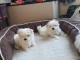 Les jolies chiots bichon maltais a donner contre bons soins.