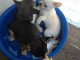 Je donne les chiots chihuahua contre bon soins