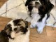 Trés jolie shir tzu en très bon santé pour adoption