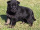 Magnifique chiot berger allemand  à donner 