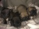 Superbes chiots de bouledogue français de Champion Lines