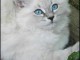 magnifique chatons  siberien a adopter
