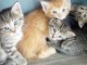 Jolie Chatons Main Coon 