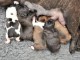  Magnifiques Chiots Bouledogue Français Pure Race