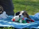 A donner beagle femelle non L.O.F