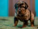 Magnifique  chiot Berger de Beauce à donner 