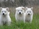 Magnifique  chiot Berger Blanc Suisse à donner 